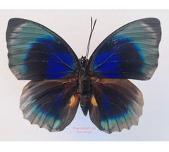 Agrias beatifica lachaumei (Peru) - male