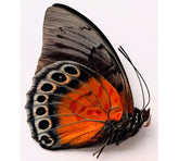 Agrias beatifica x Prepona praeneste hybird (Peru)