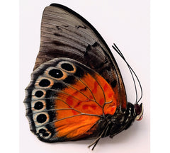 Agrias beatifica x Prepona praeneste hybird (Peru)