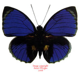 Agrias beatifica stuarti (Peru) A-