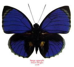 Agrias beatifica stuarti (Peru) A-