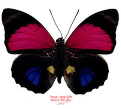 Agrias claudina lugens (Peru) - male