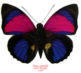 Agrias claudina sardanapalus (Peru)