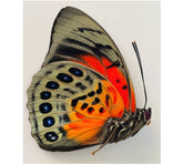 Agrias lugens x Agrias beatifica hybird (Peru)