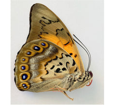 Agrias lugens x Prepona dexamenes hybird (Peru)