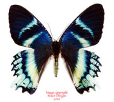 Alcides orontes (Seram)