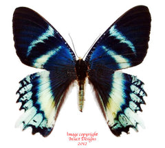 Alcides orontes (Seram)