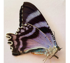 Alcides orontes (Seram) - rare colour aberration - 1 only