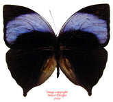 Amathuxidia amythaon (Malaysia)