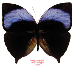 Amathuxidia amythaon (Malaysia)