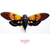 Ambrageana ambra (Thailand)