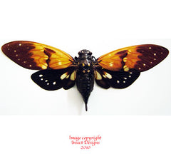 Ambrageana ambra (Thailand)