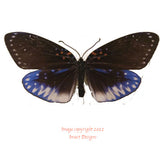 Amesia aliris analis (Thailand)