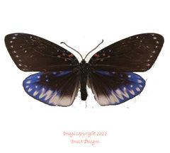 Amesia aliris analis (Thailand)