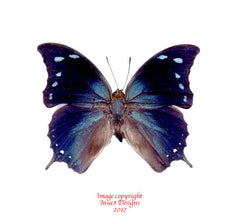Memphis arginusa (Peru)
