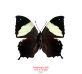 Hypna clymnestra (Peru)