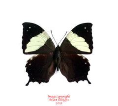 Hypna clymnestra (Peru)