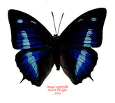 Polygrapha cyanea (Peru) A-