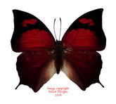 Anaea eurypile (Peru)