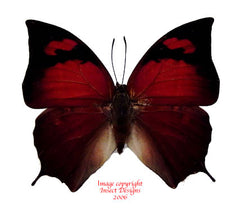 Anaea eurypile (Peru)