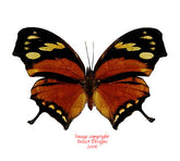 Consul fabius (Peru)