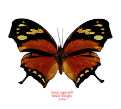 Consul fabius (Peru)