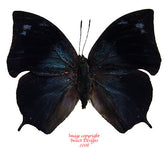 Anaea glaucone (Peru)