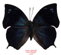 Anaea glaucone (Peru)