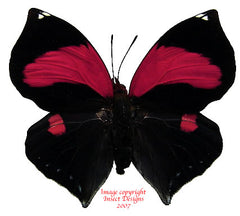 Siderone galanthis (Peru) A-