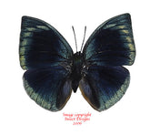 Memphis polyxo (Peru)