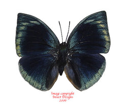 Memphis polyxo (Peru)