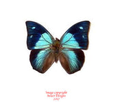 Anaea praxis (Peru) A2