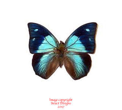 Anaea praxis (Peru) A2