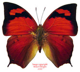 Fountainea tehuana (Peru) A-