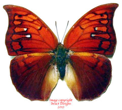 Polygrapha tyrianthina (Peru) - female