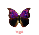 Polygrapha tyrianthina (Peru) - male