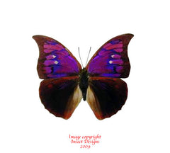 Polygrapha tyrianthina (Peru) - male