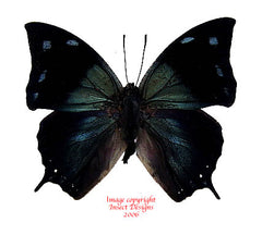 Memphis xenocles (Peru)