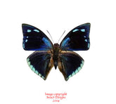 Polygrapha xenocrates (Peru)