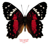 Anartia amathea (Peru) A-