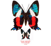 Ancyluris formossisima (Peru)