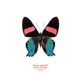 Ancyluris miranda (Peru) A-