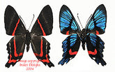 Ancyluris meliboeus (Peru) A-