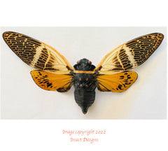 Anganiana flordula (Thailand)