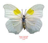 Anteos clorinde (Peru)