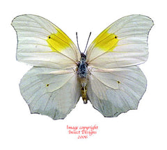 Anteos clorinde (Peru)