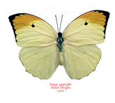 Anteos menippe (Peru)