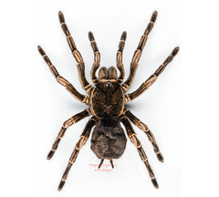 Acanthoscurria juruenicola (Peru) A2