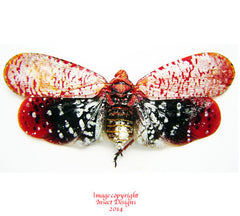 Aphaena submaculata (Thailand)