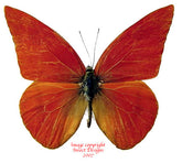 Appias nero zarinda (Sulawesi)